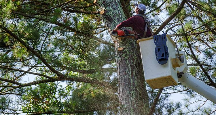 pine tree removal