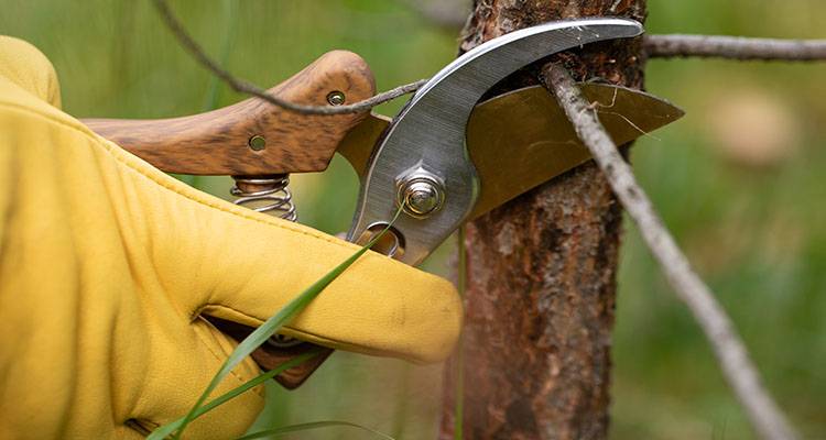 mne cutting tree down