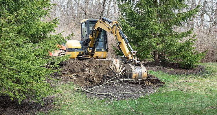 pine tree removal