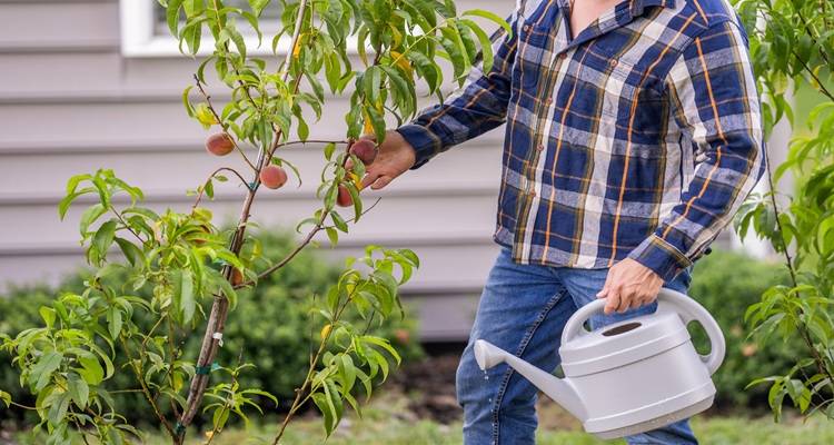 fruit tree being watered
