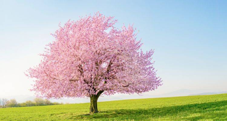 cherry blossom tree