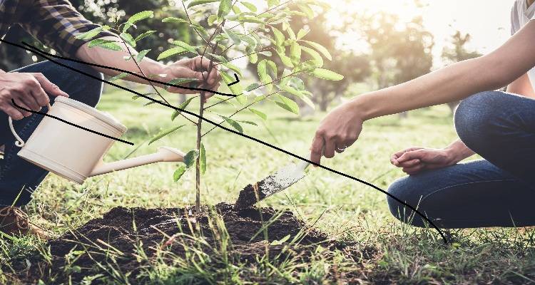 couple planting tree
