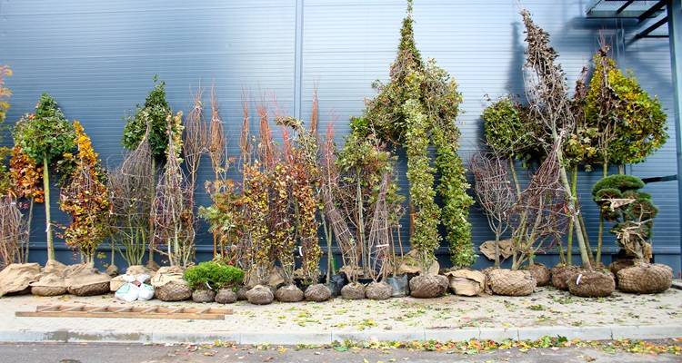 trees with rootballs