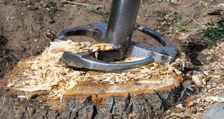 stump grinding tree