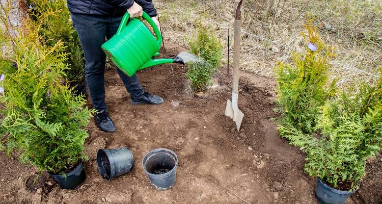 man planting conifers