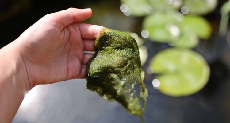 pond algae