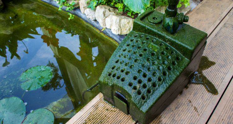 garden pond maintenance