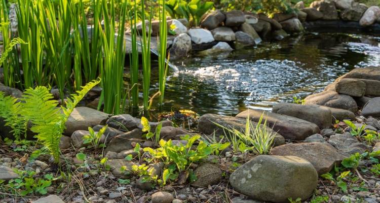 pond maintenance near me