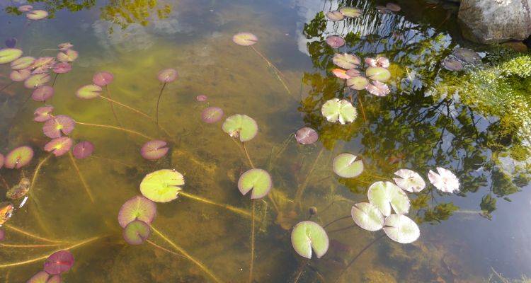 garden pond murky