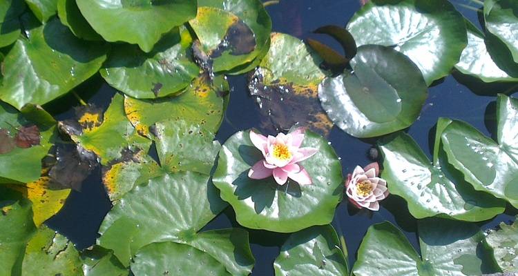 pond lillies
