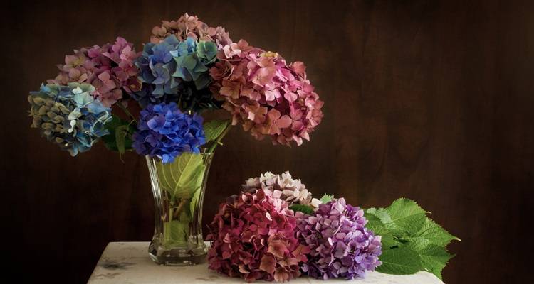Hydrangeas in vase