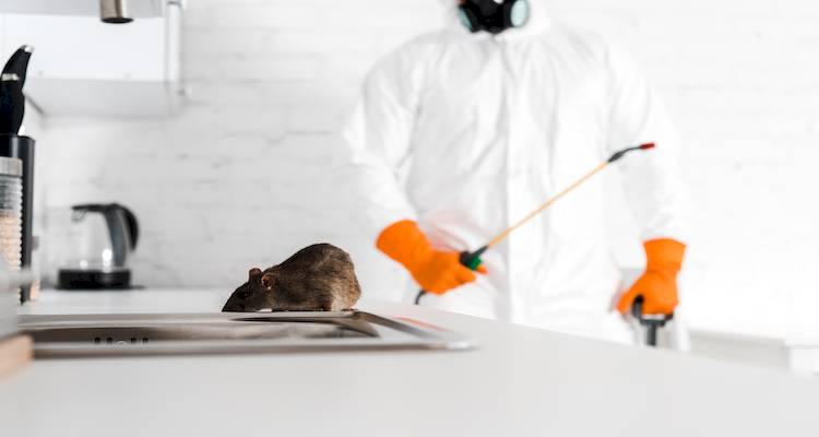 Rat Exterminator Cost
