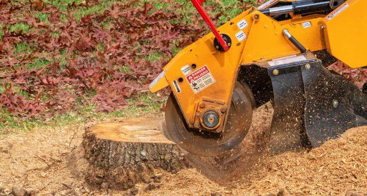 tree stump removal permissions