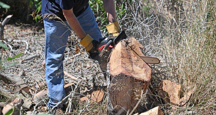 tree stump removers near you