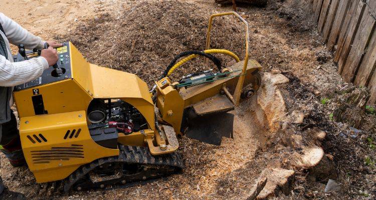 tree stump removal costs