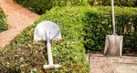 How to Remove a Hedge