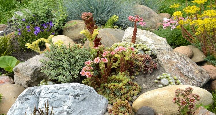 small rockery
