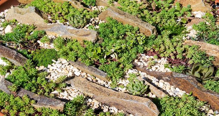 long rocks in rockery