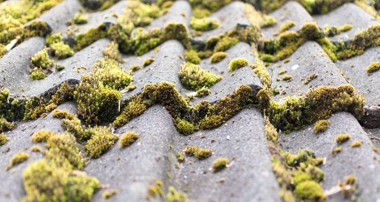 mossy roof