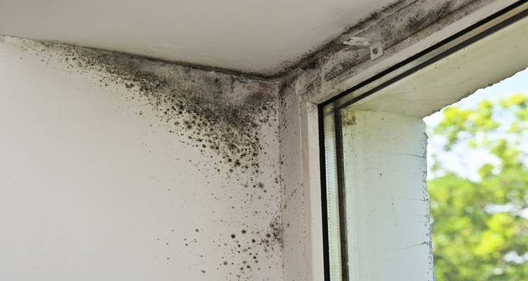 mouldy window