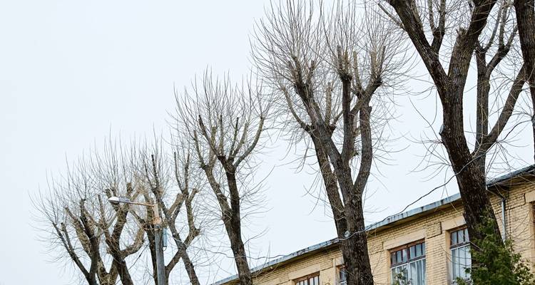 tree crown pruned building