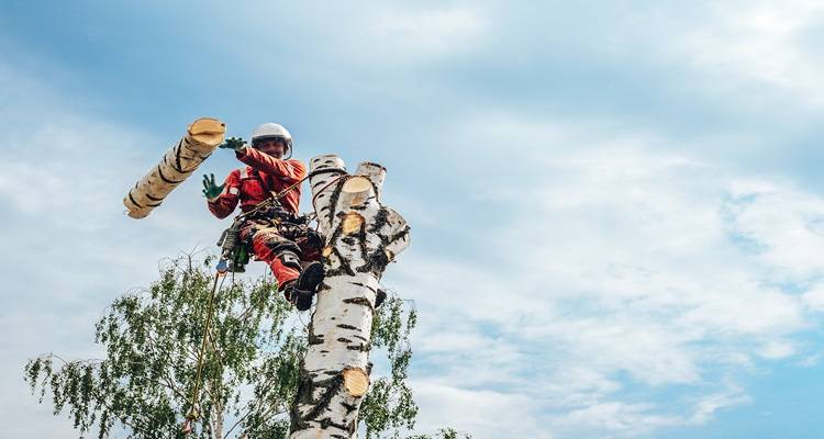 arborist up tree