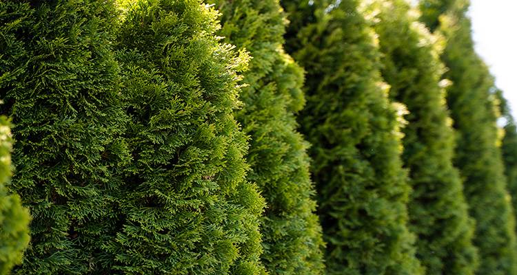 conifer tree removal cost