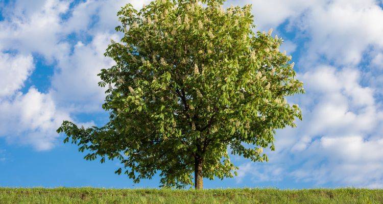 horse chestnut tree removal cost