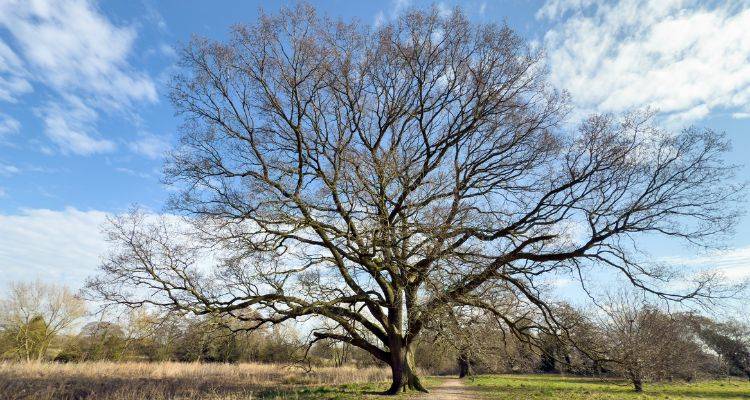 english oak tree removal cost