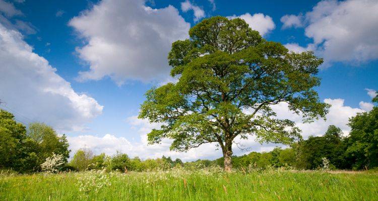 sycamore tree removal cost