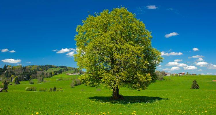 common beech tree removal cost