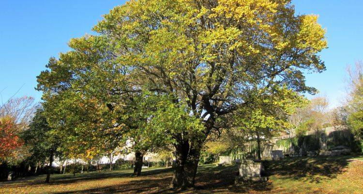 ash tree removal cost