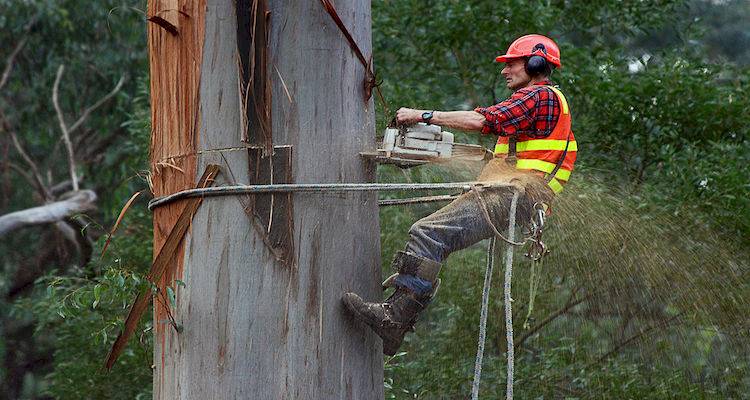 Tree felling project - large tree removal