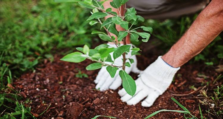 white gloves planting tree