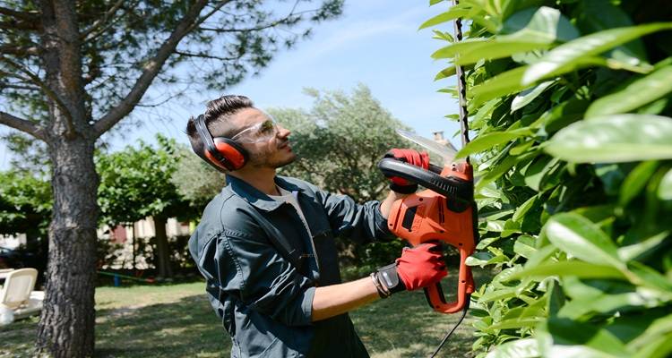 man cutting hedge headphones on