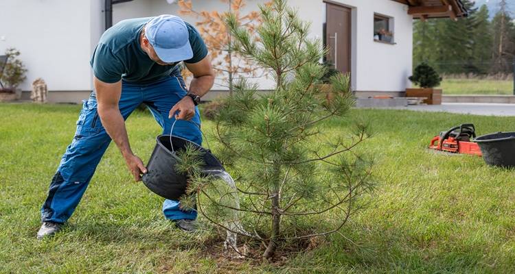 man watering pine tree crouched