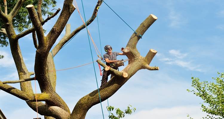 man tree rigging cut down