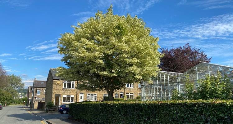 tree in bloomingg garden