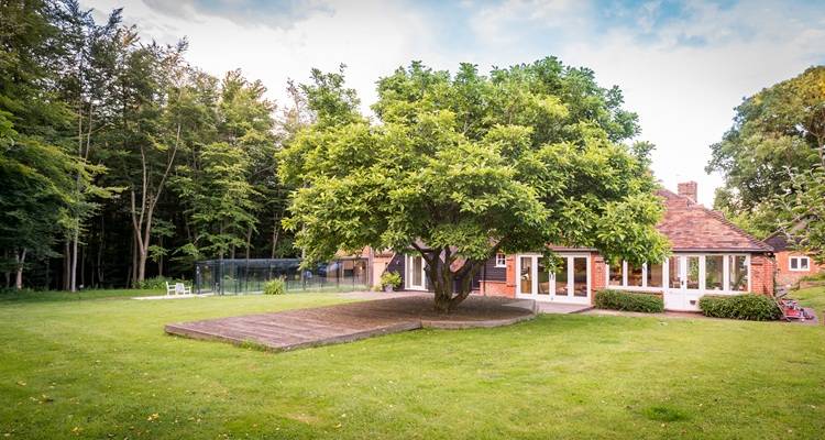 big tree in garden