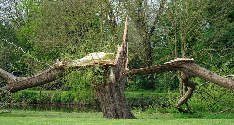 tree split in two