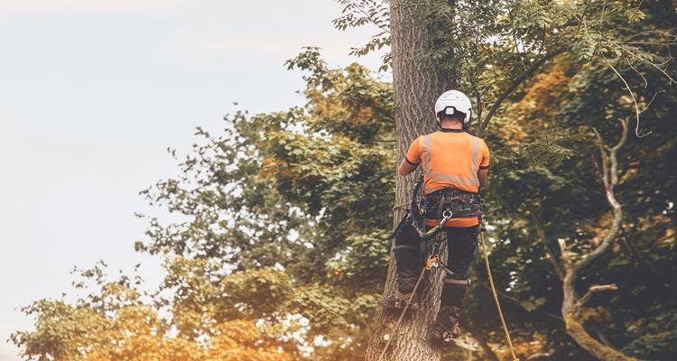 orange hi vis up tree in ropes