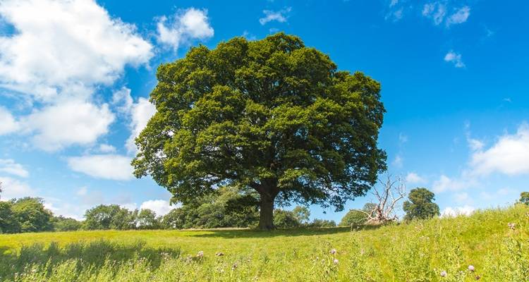 Tree Preservation Orders Explained for Tree Surgeons