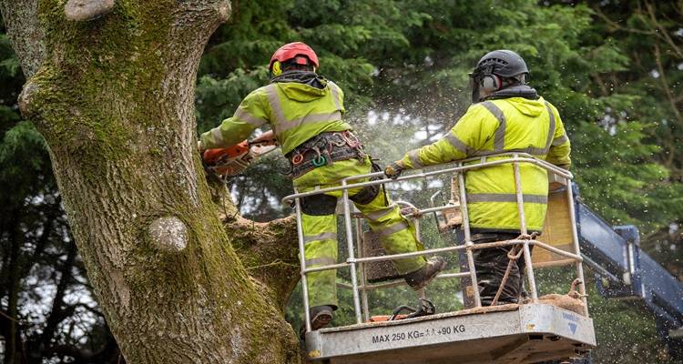 men tree cherry picker cutting