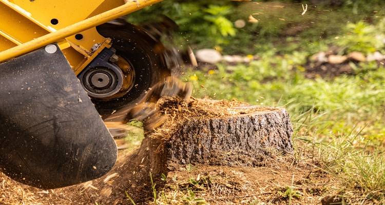 stump grinder working