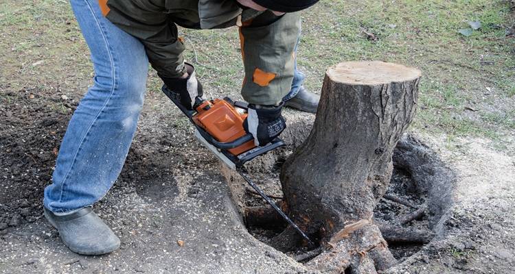person sawing tree stump