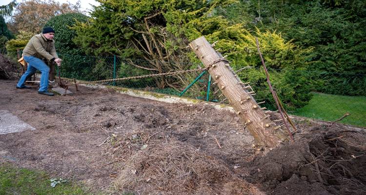 man pulling tree stump