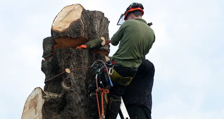 tree surgeon cutting off branches