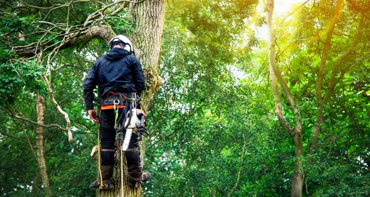 tree surgeon green trees