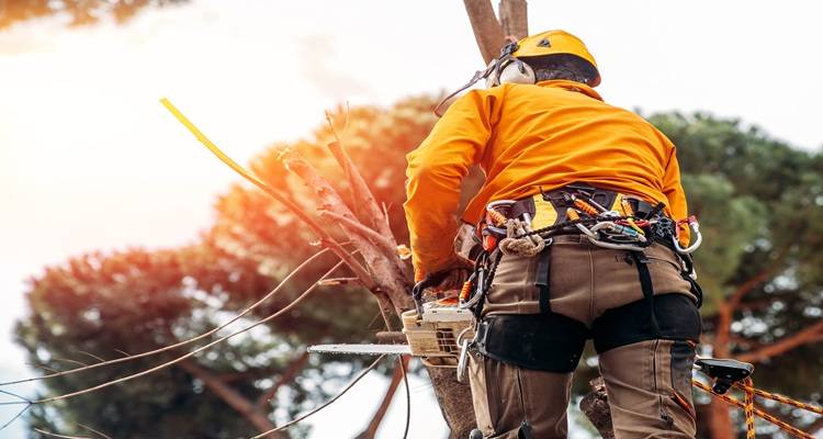 Tree Surgery Regulations UK: What Arborists Need to Know