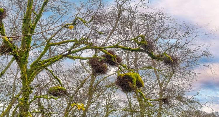 bird nests in tree